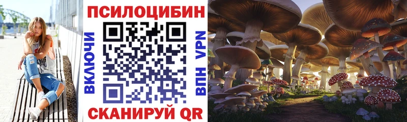 купить наркоту  Западная Двина  Галлюциногенные грибы Psilocybe 